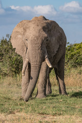 close up front on picture of a large elephant with tusks and muddy face