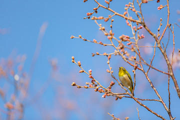 大阪府狭山池公園のさくらとメジロ