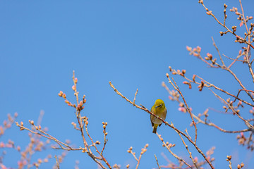 大阪府狭山池公園のさくらとメジロ