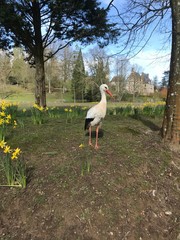 white stork in the grass