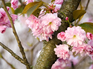 cherry blossom in spring