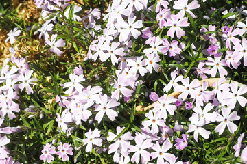 Flowers phlox styloid pink with purple center in the spring in the garden in the flowerbed