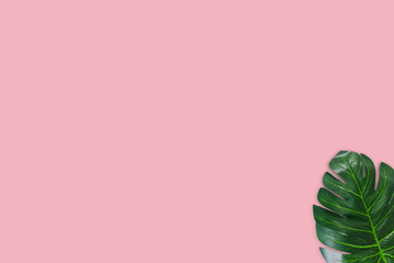 Monstera leaves on pink background. Top view concept.Beautiful leaves that are popularly grown indoors or in the room to decorate.