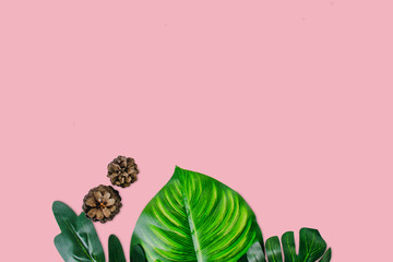 Monstera leaves on pink background. Top view concept.Beautiful leaves that are popularly grown indoors or in the room to decorate.