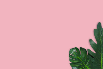 Monstera leaves on pink background. Top view concept.Beautiful leaves that are popularly grown indoors or in the room to decorate.