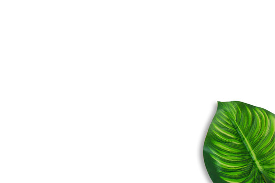 Monstera leaves on white background. Top view concept.Beautiful leaves that are popularly grown indoors or in the room to decorate.