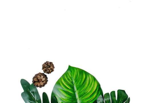 Monstera leaves on white background. Top view concept.Beautiful leaves that are popularly grown indoors or in the room to decorate.