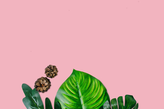 Monstera leaves on pink background. Top view concept.Beautiful leaves that are popularly grown indoors or in the room to decorate.
