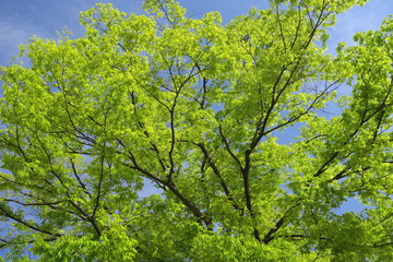 公園の芽吹きの欅と青空
