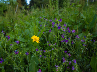 violet and yellow flowers background