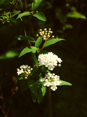 公園に咲くコデマリの花