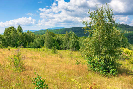 young forest on the meadow in mountains. summer nature scenery with range of trees beneath a blue sky with fluffy clouds in summer