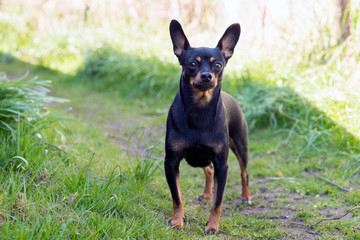 Black dog of toy terrier breed posing in summer grass
