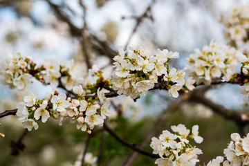 Spring has come. sweet cherries bloomed in white.