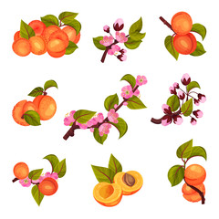 Apricot Drupe Fruit Hanging on Leafy Tree Branch and Halved Vector Set