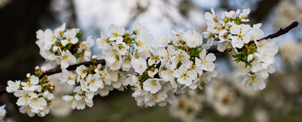 horizontal panorama Spring has come. sweet cherries bloomed in white.