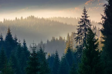 Photo sur Plexiglas Forêt dans le brouillard paysage forestier dans le brouillard. montagne derrière la brume rougeoyante dans la vallée. silhouettes de pins sur les collines devant un paysage d& 39 automne ensoleillé