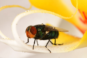 Hover fly on the flower petals in the garden