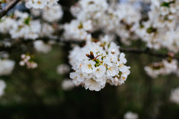 Spring has come. sweet cherries bloomed in white.