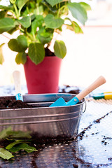 Home gardening equipment on a terrace table