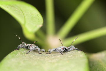 Baby insects on the leaf in the garden