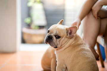 Cute french bulldog sitting with it's owner indoor.