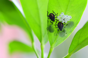 Baby insects and tiny eggs on the leaf in the garden