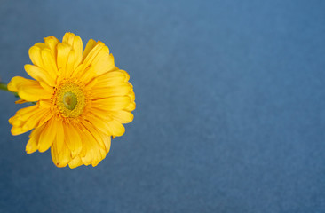 Bright yellow gerbera flower on a blue background (paper texture). Macro.