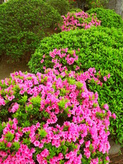 庭園に咲くピンクの躑躅