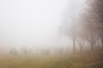 Trees in the foggy winter day