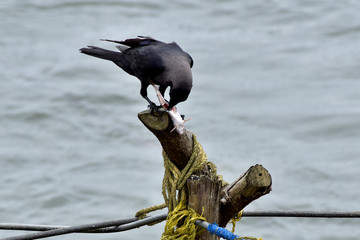 a crow huts fish and eating  sea background sunny  day 