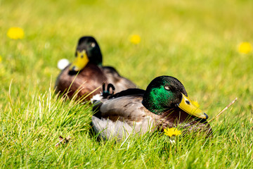 Male and Female Mallard resting in spring