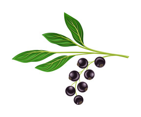 Black Currant Branch with Hanging Ripe Berries Vector Illustration