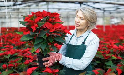 Female arranging poinsettia plants in glasshouse