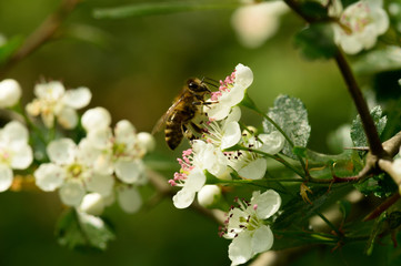 Fototapeta premium weiße Blüte eines Busches im Wald