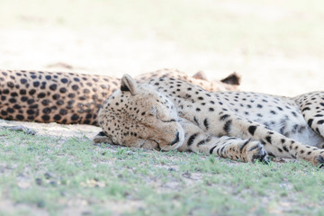 Geparden schlafen im Schatten