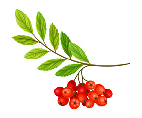 Cluster of Rowan Berries Hanging from Leafy Tree Branch Vector Illustration