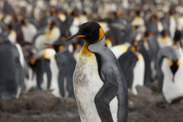 Lone king penguin in front of a massive colony on South Georgia Island