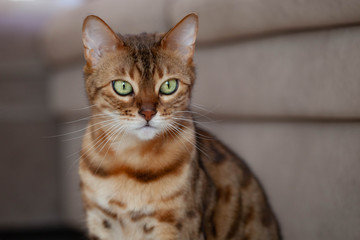 bengal cat is looking at something