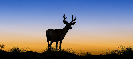 Silhouette of deer in the grassland sunset background.