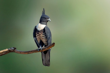 Image of black baza (Aviceda leuphotes) perched on a branch. Birds.