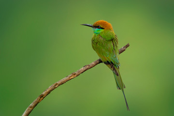 Image of Green Bee-eater bird(Merops orientalis) on a tree branch.