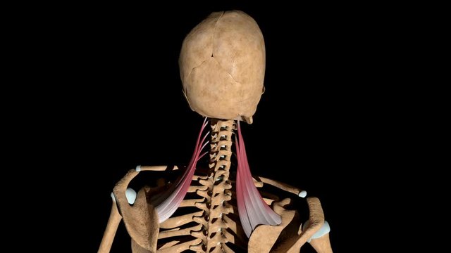 Levator Scapulae Muscles on Skeleton
