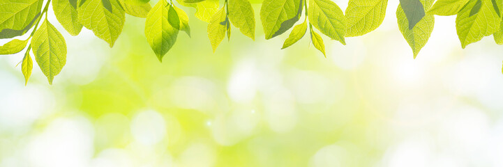 Fototapeta na wymiar 新緑の季節のイメージ（新しく芽吹いた若い黄緑色の葉）、明るい未来、新しいスタート、幸せ、などのイメージ