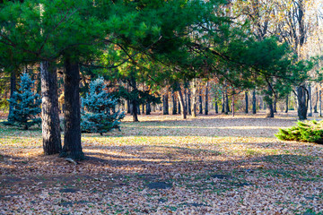 Plakat Coniferous trees in the park.