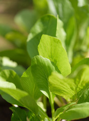 Green background,fresh green Chinese Cabbage-PAI TSAI or Brassica chinensis Jusl var parachinensis (Bailey) in morning sunlight