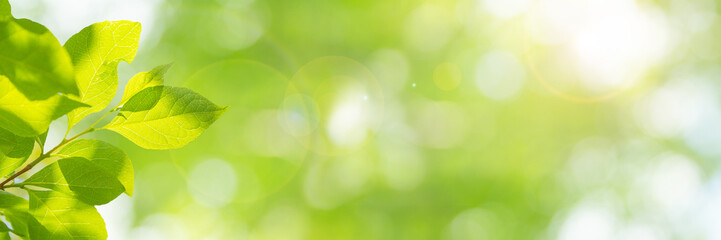  新緑の季節のイメージ（新しく芽吹いた若い黄緑色の葉）、明るい未来、新しいスタート、幸せ、などのイメージ