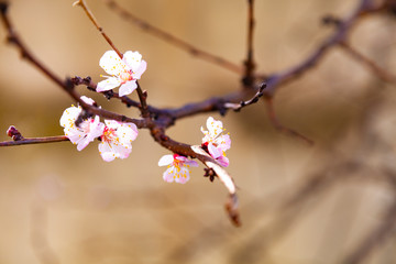 Blooming apricot in the spring.