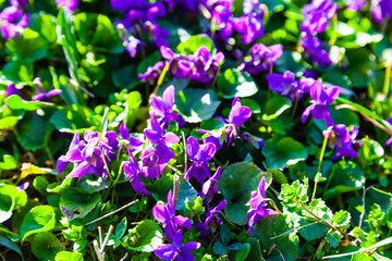 Lilac flowers in the grass in a spring park