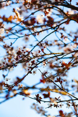 Blooming tree in the spring.